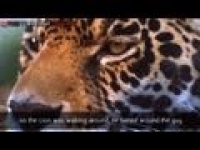 The Lion and The Servant in Prayer ᴴᴰ
