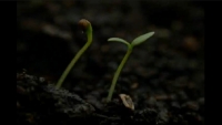 Let it Grow With a Natural Flow 1/8